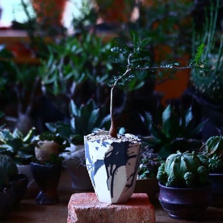 オペルクリカリア  デカリー 実生  Operculicarya   decaryi  no.81611
