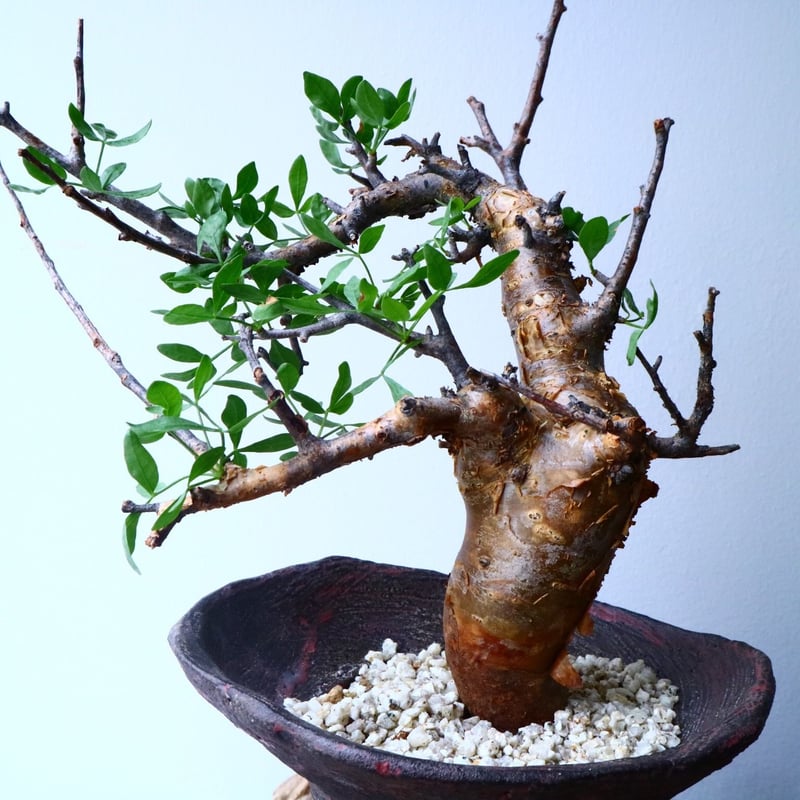 コミフォラ フォリアセア Commiphora foliacea No.050 | 芽の巣山