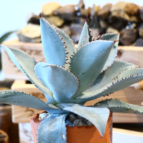 Agave Dragon Toes × N/OH　no. 107123