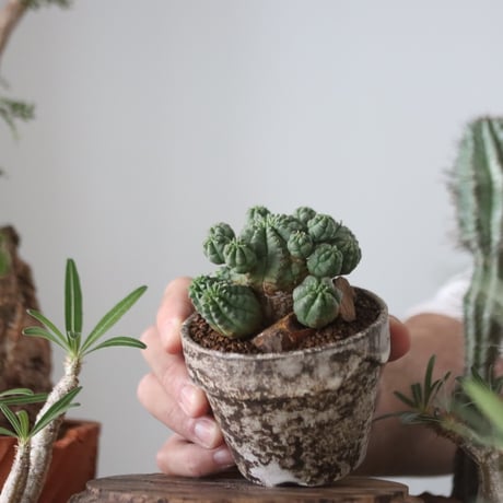 Euphorbia obesa 梵天  × たけろうポット    no.51207