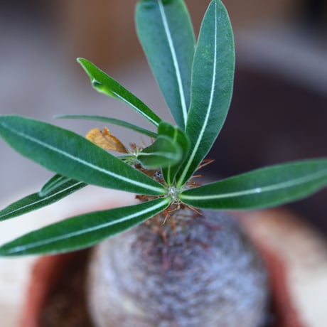 パキポディウム  グラキリス／Pachypodium  gracilius    no.121248