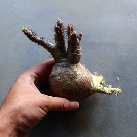 パキポディウム グラキリス 抜苗  Pachypodium rosulatum var. gracilius no.92934