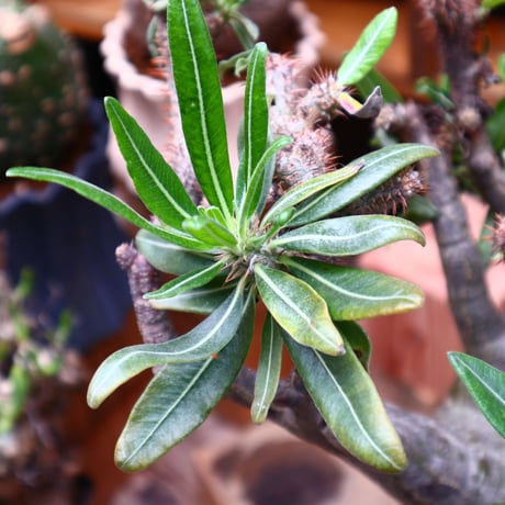 パキポディウム  グラキリス／Pachypodium  gracilius       no.71036