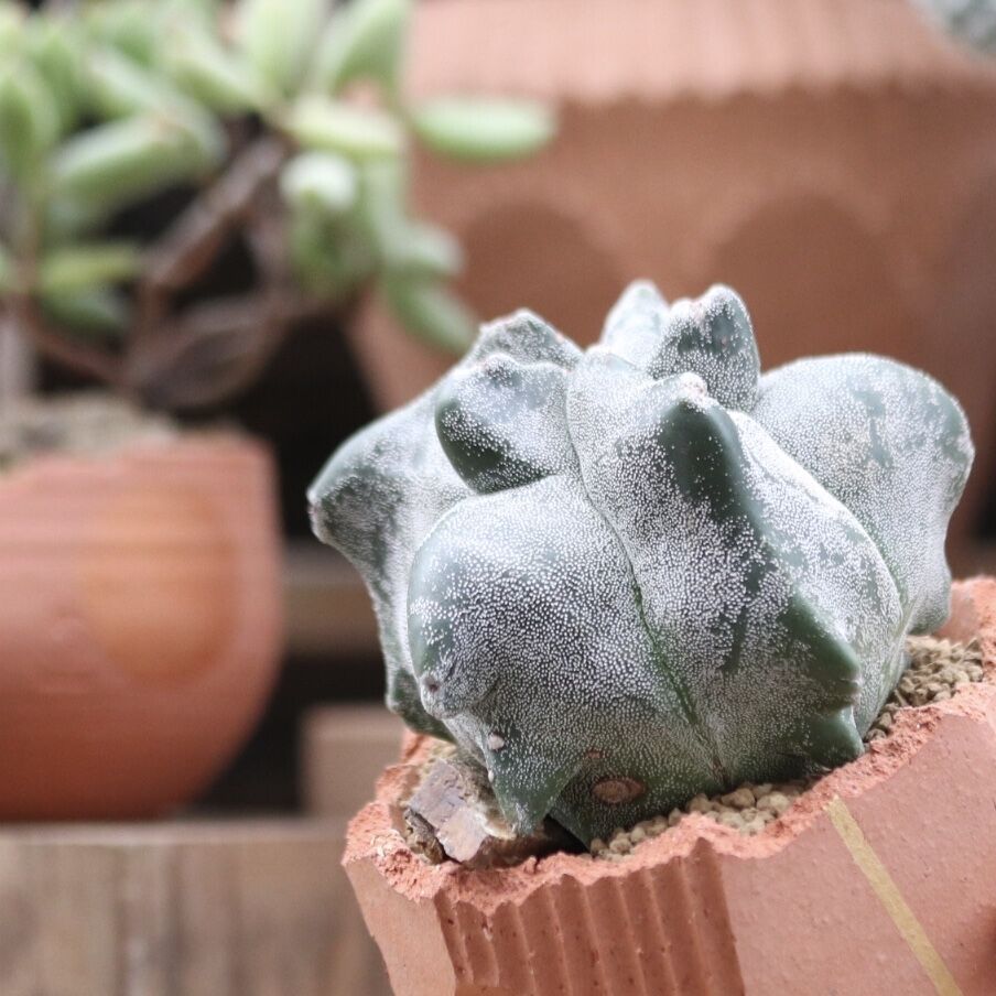 アストロフィツム 亀甲ランポー(宇宙人)台ツキ no.112730 | 芽の巣山