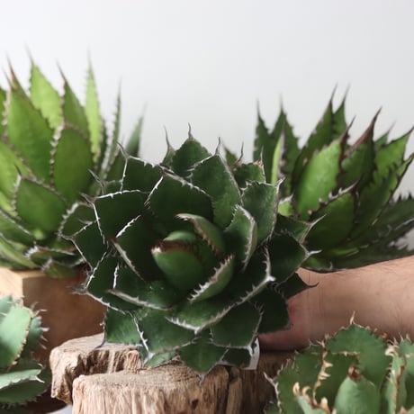 U.S. horrida (Agave horrida) / Style of Chika　no.1203-55