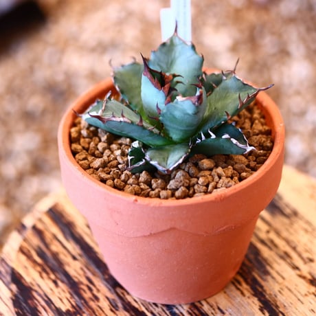 【9/9入荷未発根未活着ベアルート植込み】 Agave titanota 姫厳竜    no.91764