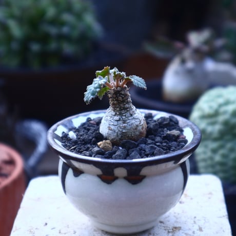 ドルステニア フォエチダ    Dorstenia foetida     no.41826