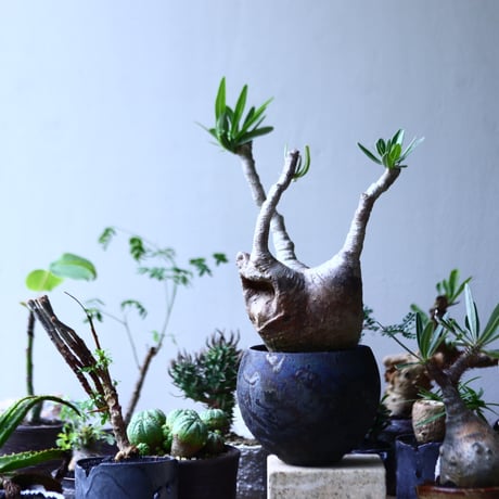 パキポディウム グラキリス   Pachypodium rosulatum var. gracilius no.90601
