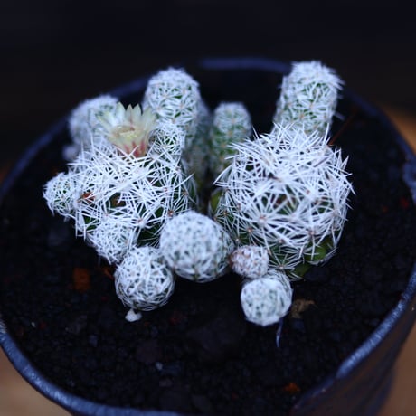 マミラリア   銀手毬    Mammillaria vetula ssp.   no.30718