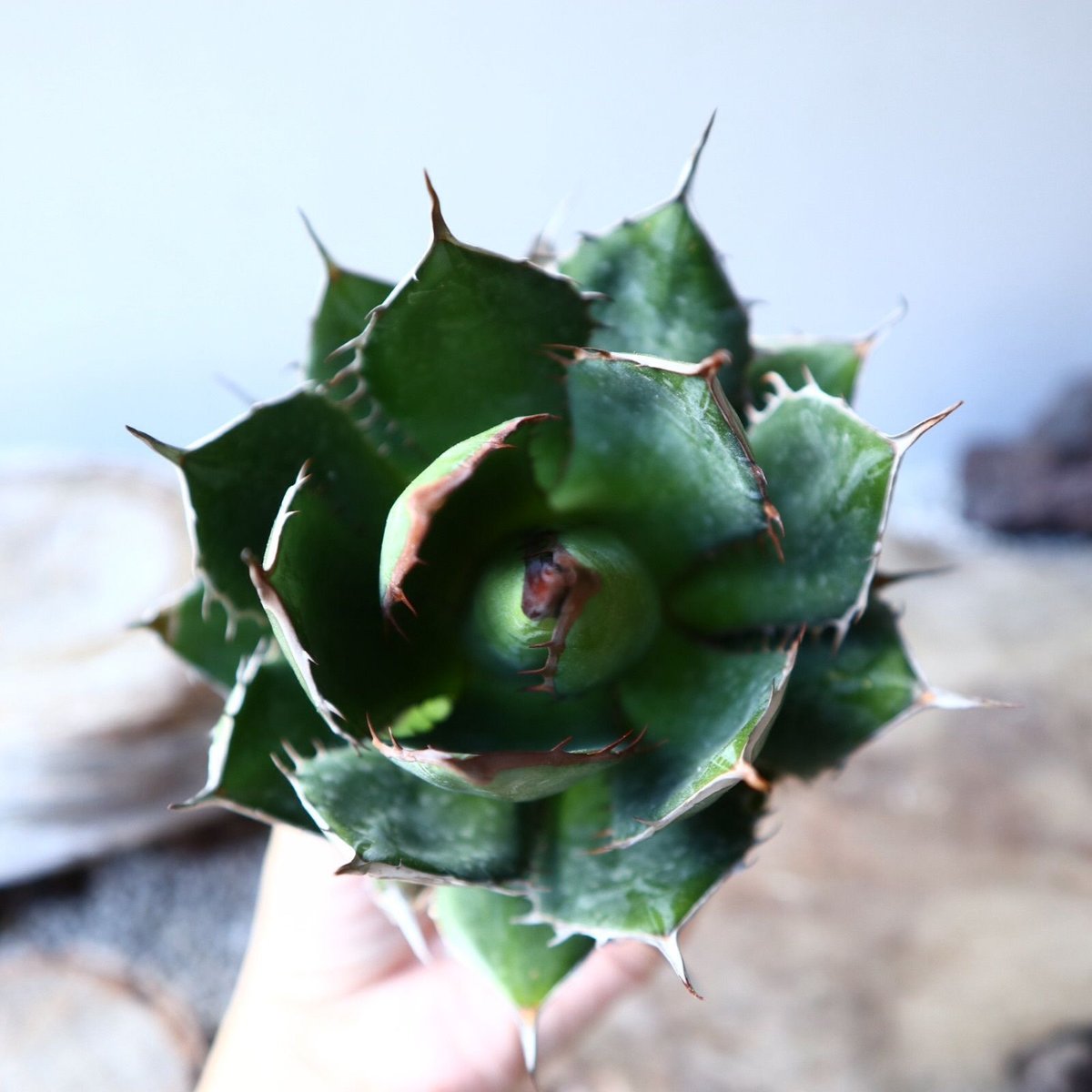 アガベホリダ極上株 Agave horrida No.AHRD017 | アガベ