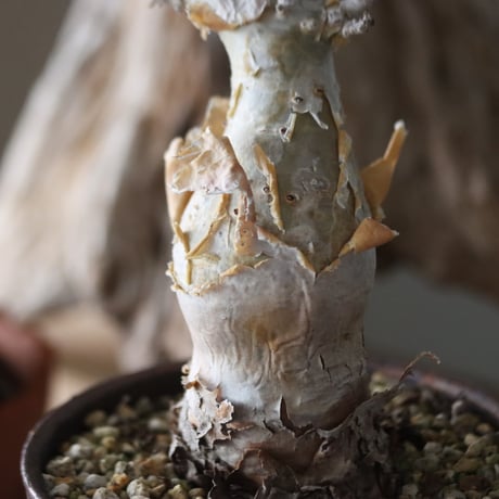 Cyphostemma betiforme × Masato Akutsu / humanity pot   no.63051