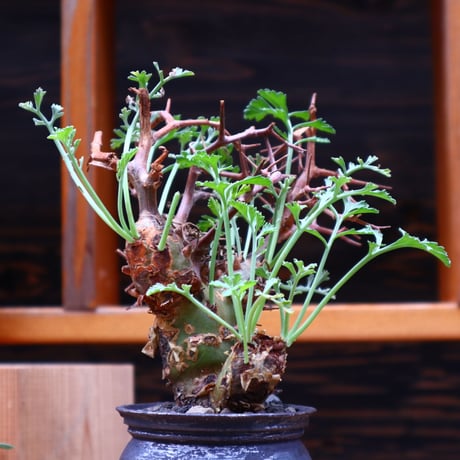 ペラルゴニウム  クリズミフォリウム／Pelargonium crithmifolium    no.42425
