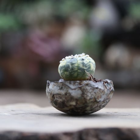 アストロフィツム  兜錦／Astrophytum asterias f. variegata  no.103002