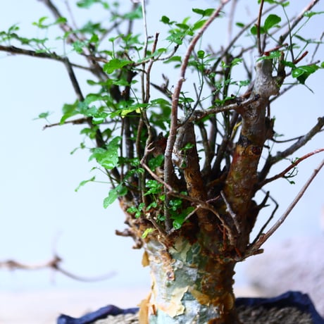 コミフォラ フンベルティ commiphora humbertii   no.92719