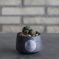 Euphorbia obesa × N/OH (2.5号)  no.614/22