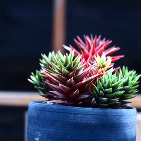 ハオルチア コテキニシキ／Haworthia hyb. KOTEKI NISHIKI   no.21347