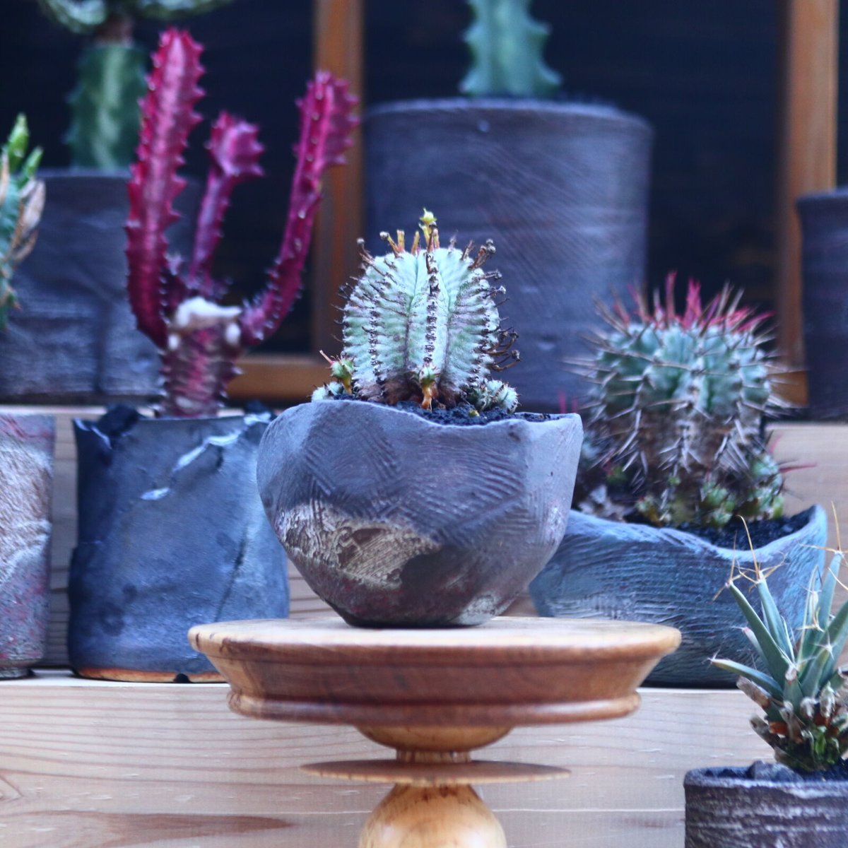 高*田様 多肉植物 白衣ホリダ /ユーフォルビア 白衣 ユーフォルビア・ホリダ Euphorbia horrida - HANS 多肉