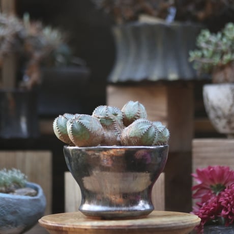 ユーフォルビア  オベサ hyb. ／Euphorbia obesa  hyb.    no.110601