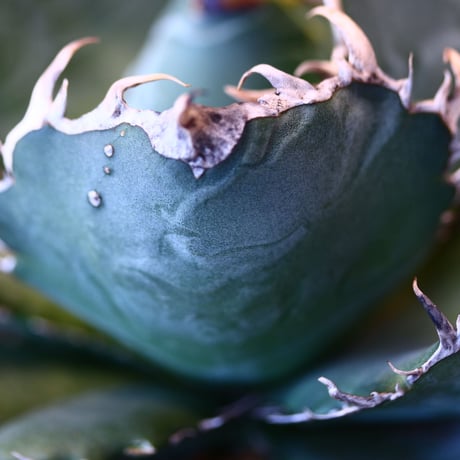 【9/9入荷未発根未活着ベアルート植込み】 Agave titanota White Whale    no.91771