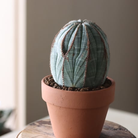 Euphorbia obesa × YAMABACHI var. N/OH  no.905-22