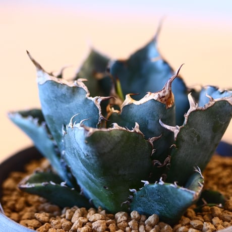 【9/9入荷未発根未活着ベアルート植込み】Agave titanota White Whale   no.101512