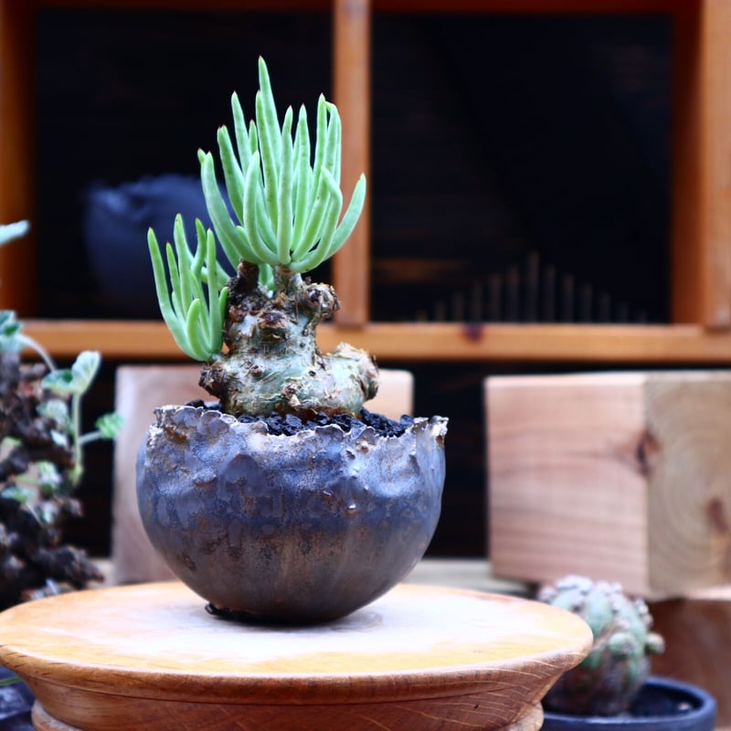 チレコドン ペアルソニー白 象／Tylecodon pearsonii no.62708 |