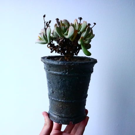 ロンボフィルム 扶刀乱麻  白班Rhombopyllum nelii f  variegata. No.022