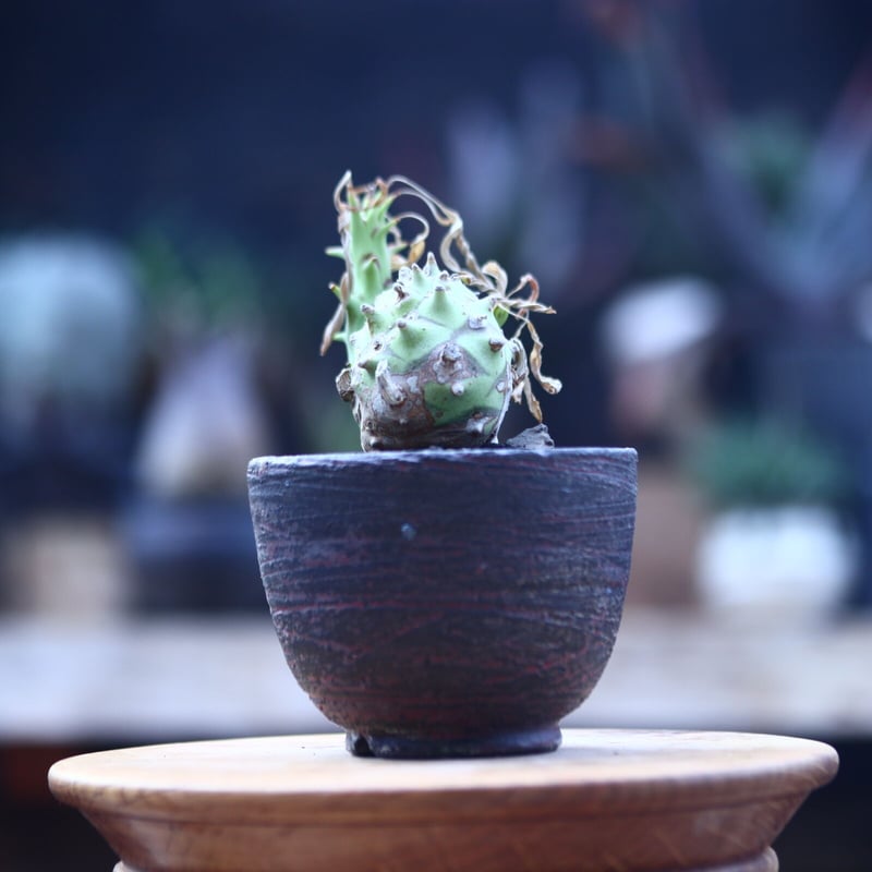 ユーフォルビア ロンギツベルクローサ Euphorbia longetuberculo
