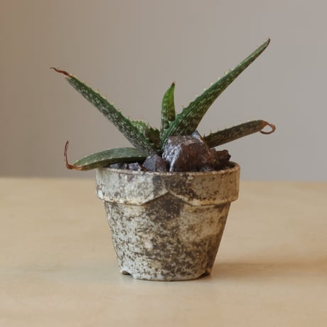 Aloe vogtsii × YAMABACHI var. taketo pot (3号鉢)　 no.412-24