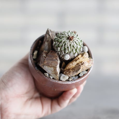 pachypodium | STORES