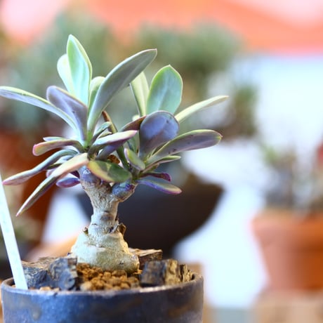 Senecio fulgens × YAMABACHI ver. takero pot    no.123147