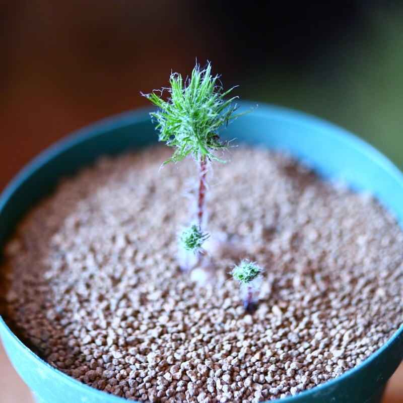 エリオスペルマム パラドクスム 霧氷玉 Eriospermum paradoxum no.1 