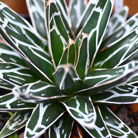 アガベ 笹の雪／Agave victoriae reginae   no.40335