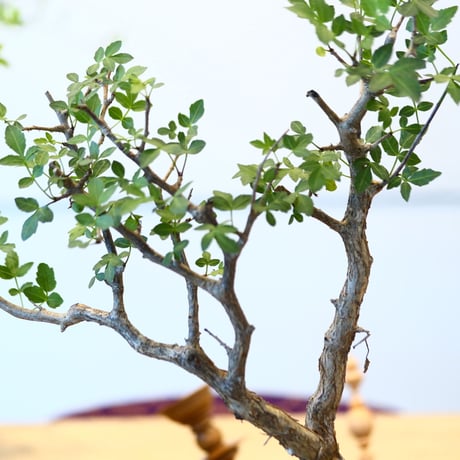 ブルセラ ファガロイデス / Bursera fagaroides   no.62517