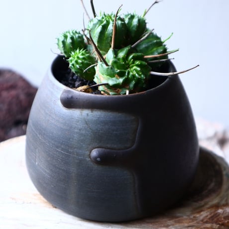 ユーフォルビア  仔吹きバリダ    Euphorbia valida   no.71423