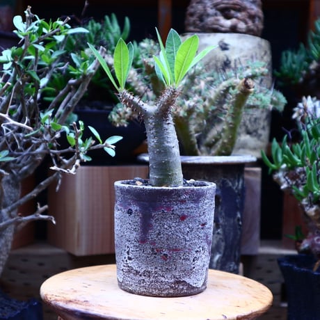 パキポディウム  マカイエンセ／Pachypodium Makayense       no.60632