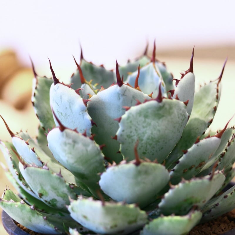 アガベhyb ポタトラム×ゼブラ agave zebra（last1株） | plants holic