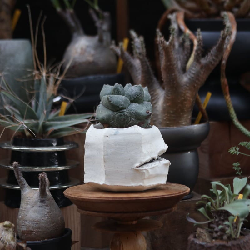 アストロフィツム 亀甲ランポー(宇宙人)台ツキ no.12202 | 芽の巣山