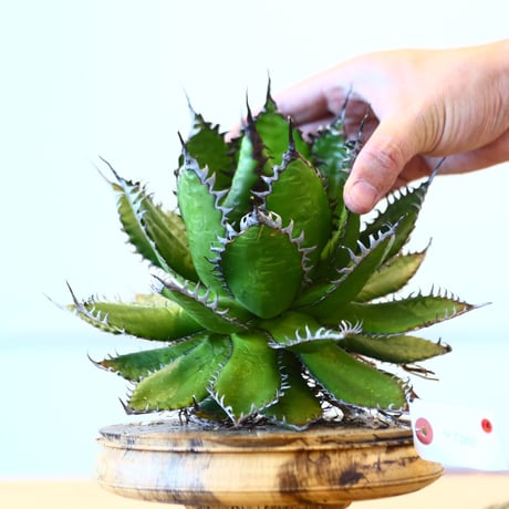 Agave horrida / Style of Chika   no.1015/14