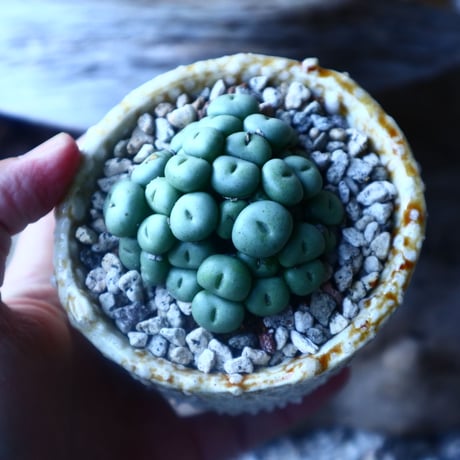 コノフィツム   ペアルソニー Conophytum pearsonii  no.20205