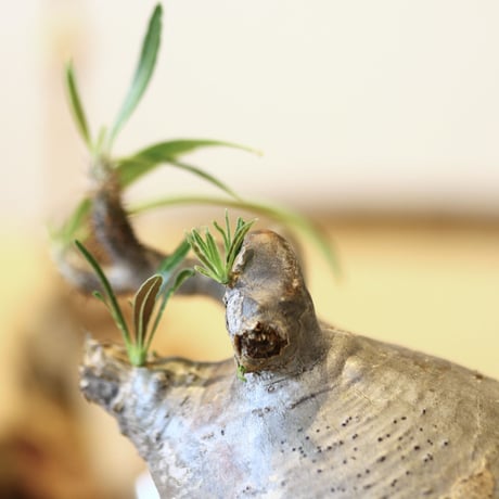 パキポディウム  グラキリス / Pachypodium  gracilius   no.52101