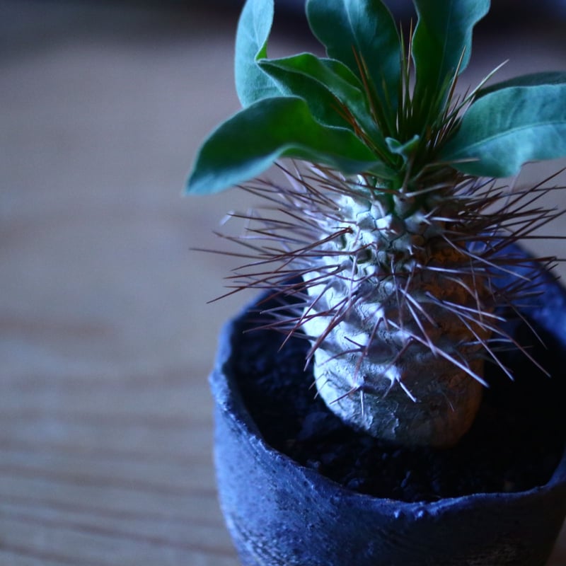 パキポディウム ナマクアナム 光堂 Pachypodium namaquanum n