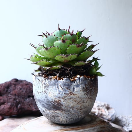 アガベ   ポタトラム     Agave potatorum    no.72104