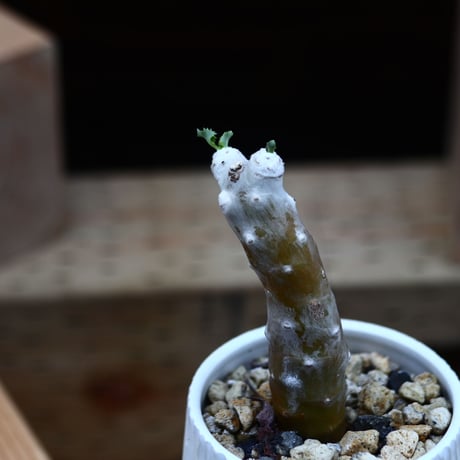 オトンナ シクロフィラ／Othonna cyclophylla      no.82244