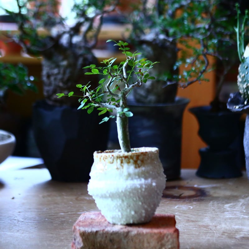 ブルセラ ファガロイデス Bursera fagaroides no.81644 | 芽の巣山