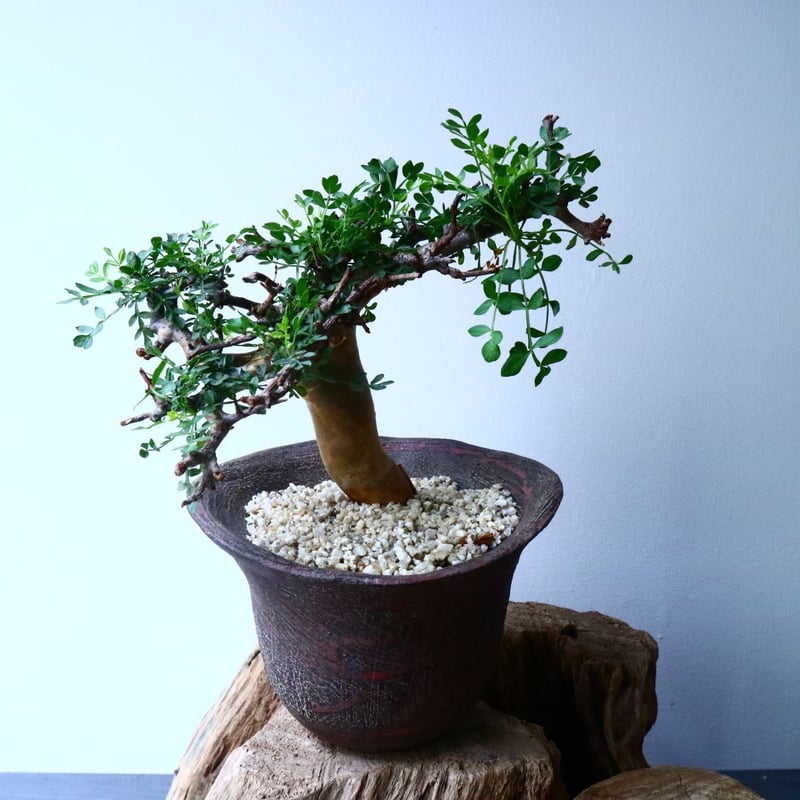 s*o様 CP11 コミフォラ ピンネイトリーブス 希少 良型 コミフォラピンネイトリーブス | STORES