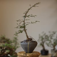 たけろうポット / シロサビ / マメ no.716-67 | 芽の巣山