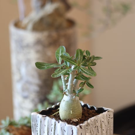 Adenium socotranum × soso   no.82509