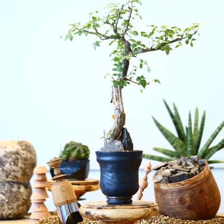 Bursera fagaroides × P&A   no.91746