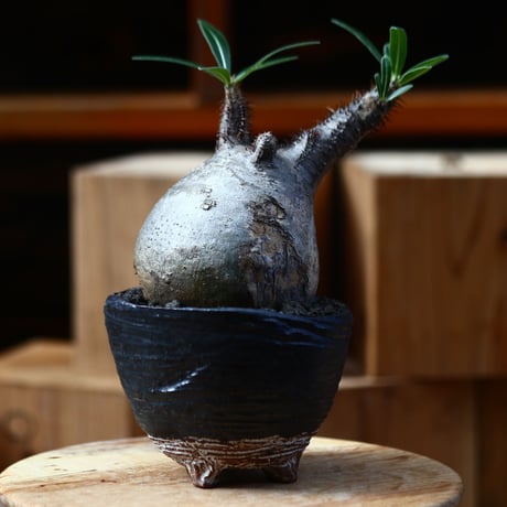 パキポディウム  グラキリス ／Pachypodium  gracilius     no.111452